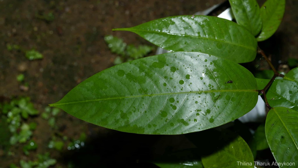 Doona macrophylla Thwaites